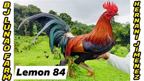 lemon 84|LEMON 84 .